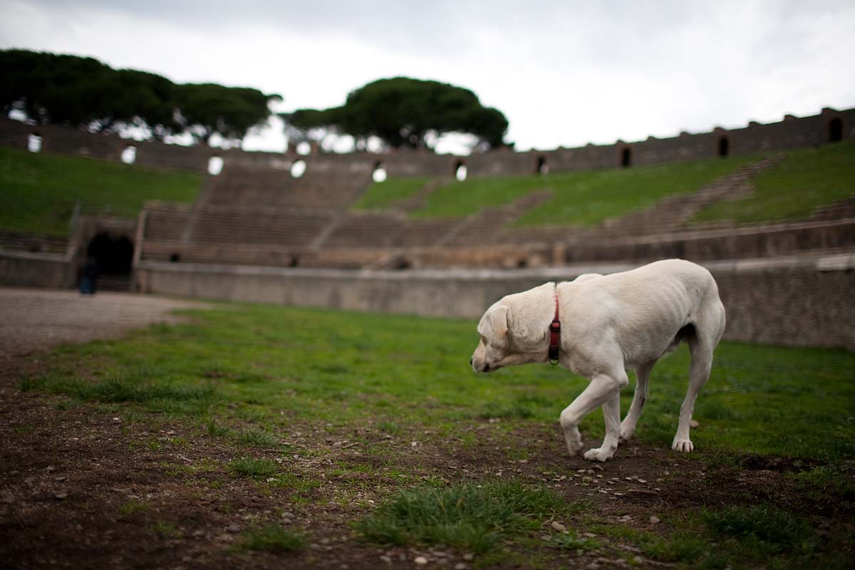 cane anfiteatro dog stray randagio pompei campania Canon 35mm f/1.4 5d ff