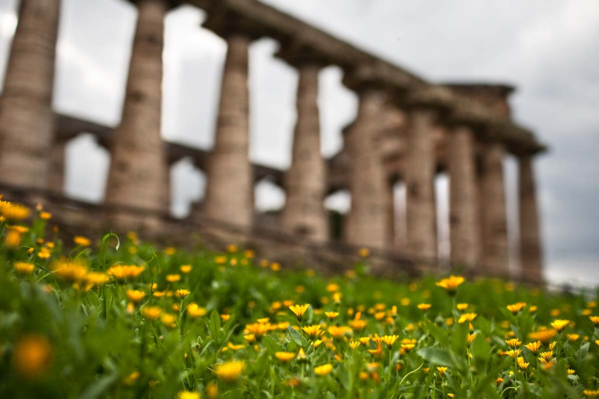 tempio di cerere fiori gialli paestum campania Canon 35mm f/1.4 5d ff