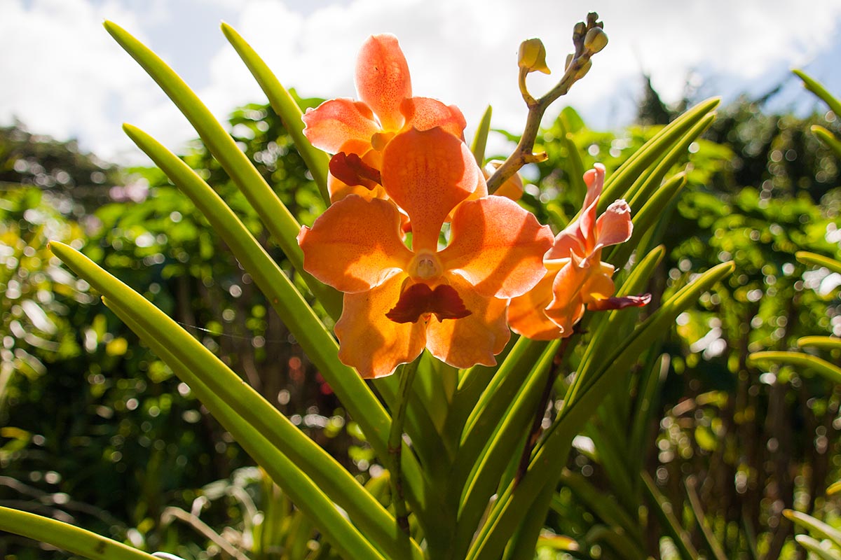 orchid orange arancione orchiedea Jardin botaniqueGuadeloupe guadalupa french caribbean antille francesi basse terre canon 400d sigma 18-200
