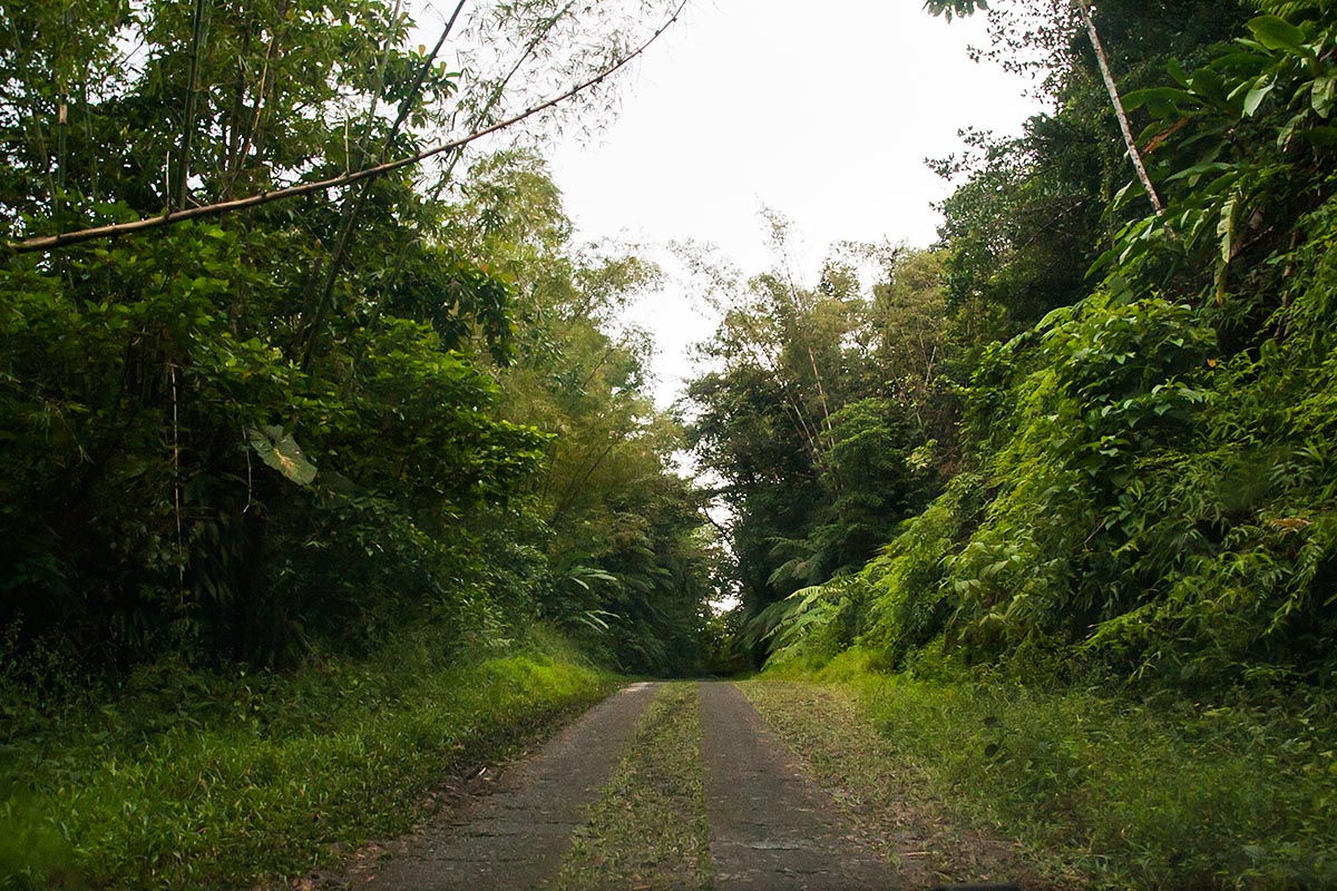 forest wood street way strada foresta Guadeloupe guadalupa french caribbean antille francesi basse terre canon 400d sigma 18-200