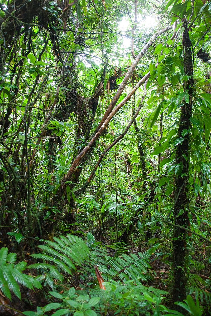forest wood bosco foresta La Grande Soufrière parc national park parco nazionale Guadeloupe guadalupa french caribbean antille francesi basse terre canon 400d sigma 18-200