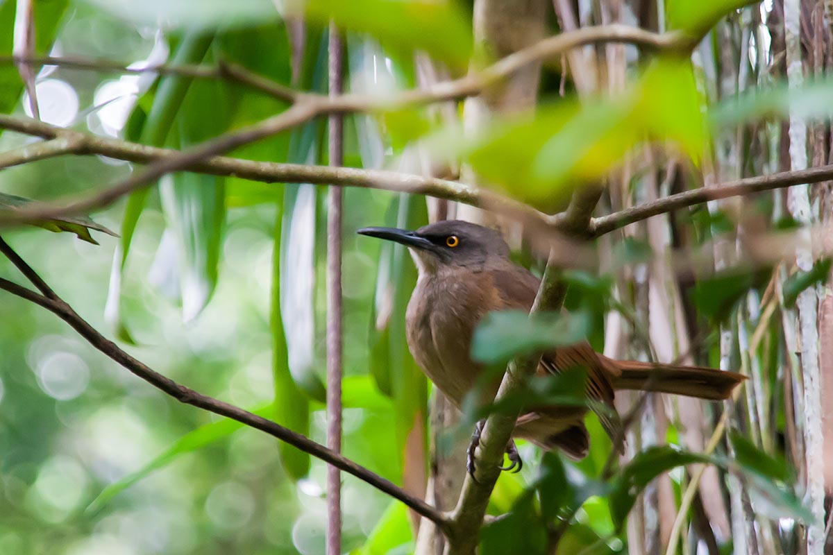 Bird uccello La Grande Soufrière parc national park parco nazionale Guadeloupe guadalupa french caribbean antille francesi basse terre canon 400d sigma 18-200