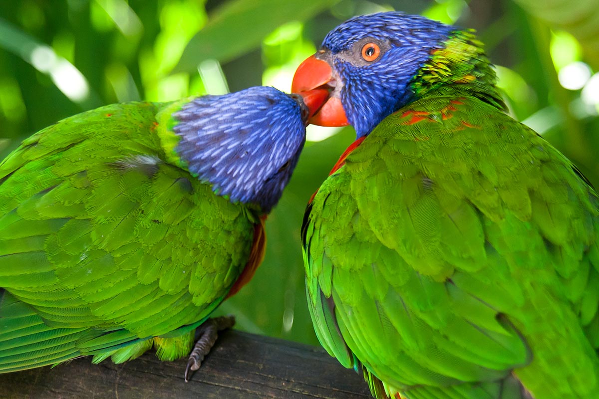 parrots kiss bacio pappagalli Guadeloupe guadalupa french caribbean antille francesi basse terre canon 400d sigma 18-200
