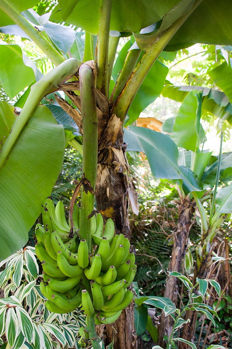 green bananas tree banana Guadeloupe guadalupa french caribbean antille francesi basse terre canon 400d sigma 18-200