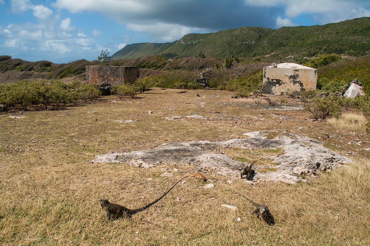 iguane iguana desirade guadeloupe guadalupa french caribbean antille francesi grande terre canon 400d sigma 18-200
