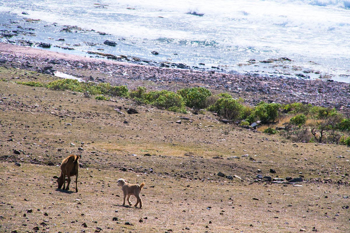 goat sea capre desirade guadeloupe guadalupa french caribbean antille francesi grande terre canon 400d sigma 18-200