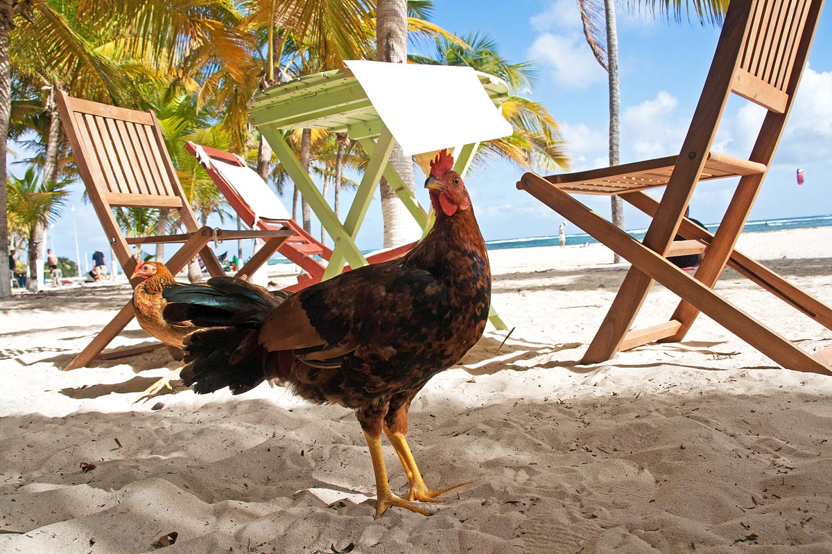 chicken pollo spiaggia beach sand sabbia desirade guadeloupe guadalupa french caribbean antille francesi grande terre canon 400d sigma 18-200