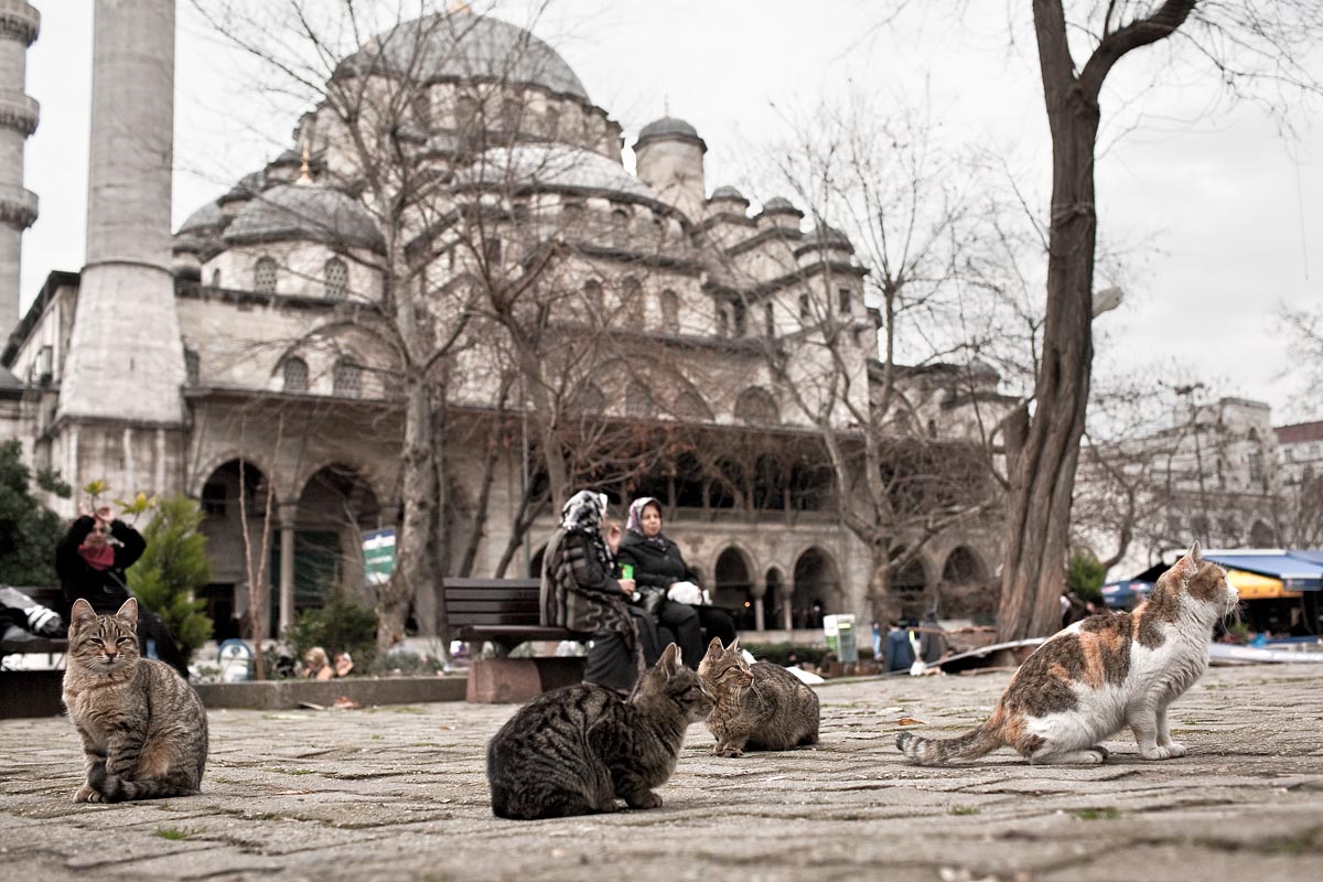 moschea mosque Turhan Hatice cats gatti mici istanbul instanbul turchia canon 5d 35mm f/1.4 1.4