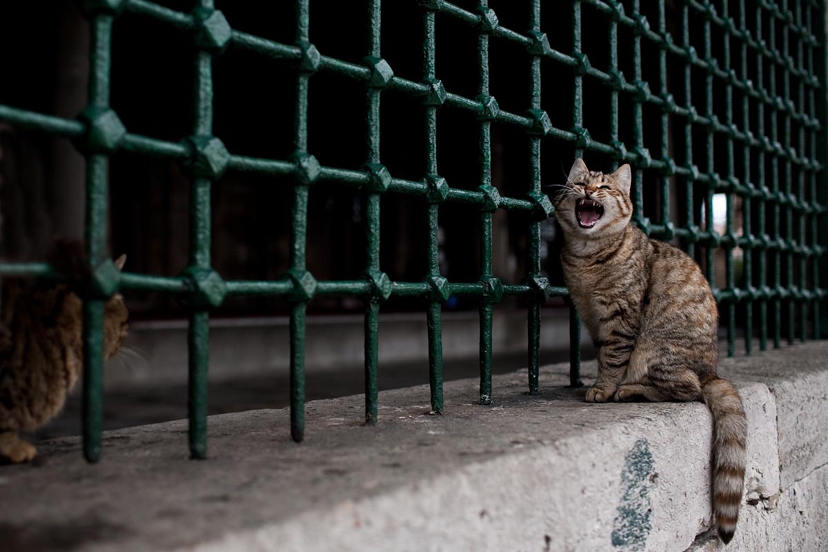 gatto cat sbadiglio yawning yawn Tarihi Üsküdar Meydanı Çeşmesi uskudar istanbul instanbul turchia canon 5d 35mm f/1.4 1.4