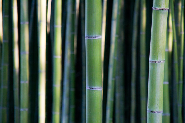 kyoto bamboo