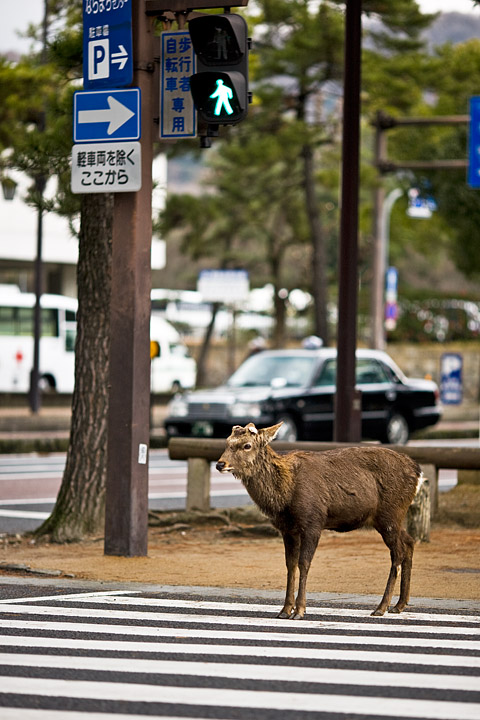 nara deer cervo strisce pedonali zebra crossing semaforo traffic lights