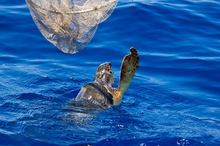 tartaruga marina caretta caretta mare blu isola lampedusa