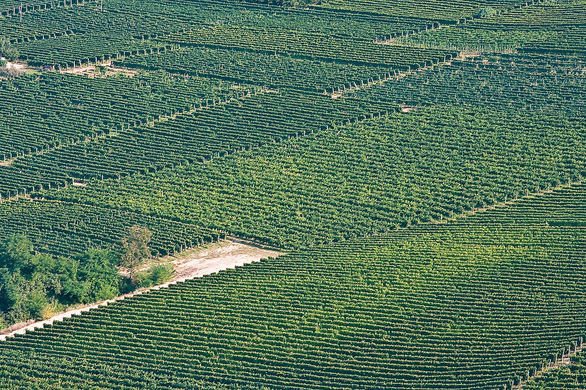 langhe est distesa di viti uve vigneti linee oblique vineyards