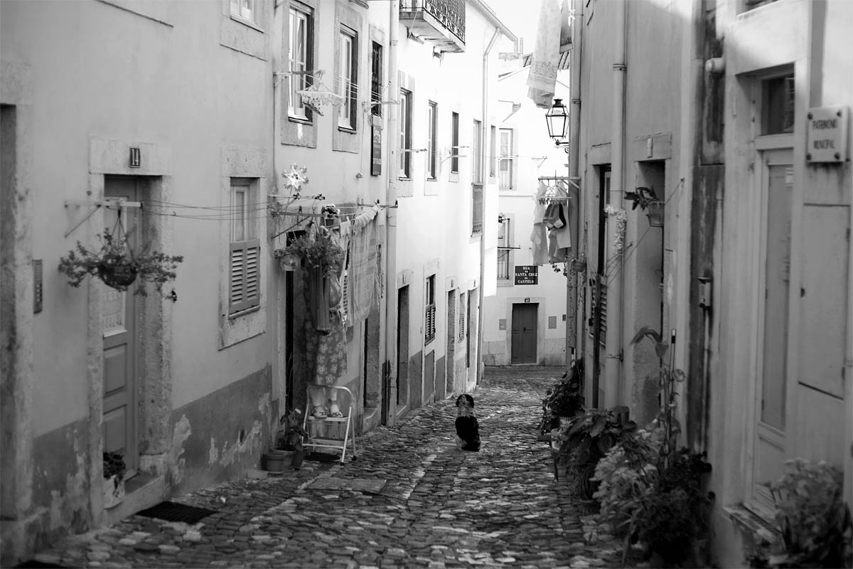 Alfama donna stende panni strada street old women dog cane quotidiana daily life lisboa lisbon lisbona Canon 50mm f/1.8 5d ff