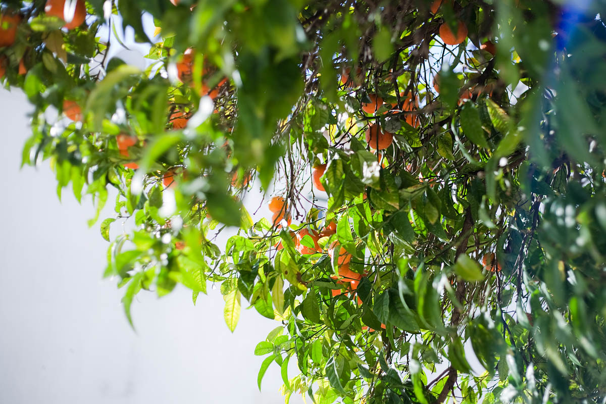 alfama oranges pianta tree arance lisboa lisbon lisbona Canon 50mm f/1.8 5d ff