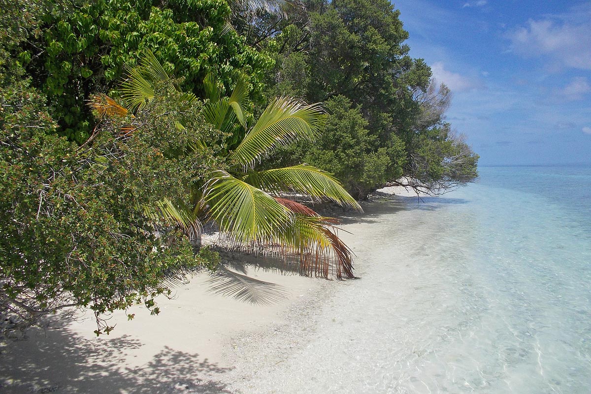 maldive maldives atollo felidhoo vaavu atoll hulidhoo palma palm isola island seaside spiaggia bianca white
