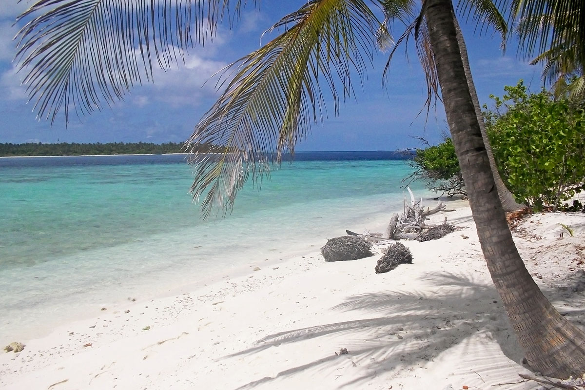 maldive maldives atollo felidhoo vaavu atoll Hulidhoo spiaggia seaside palma palm ombra bianca white