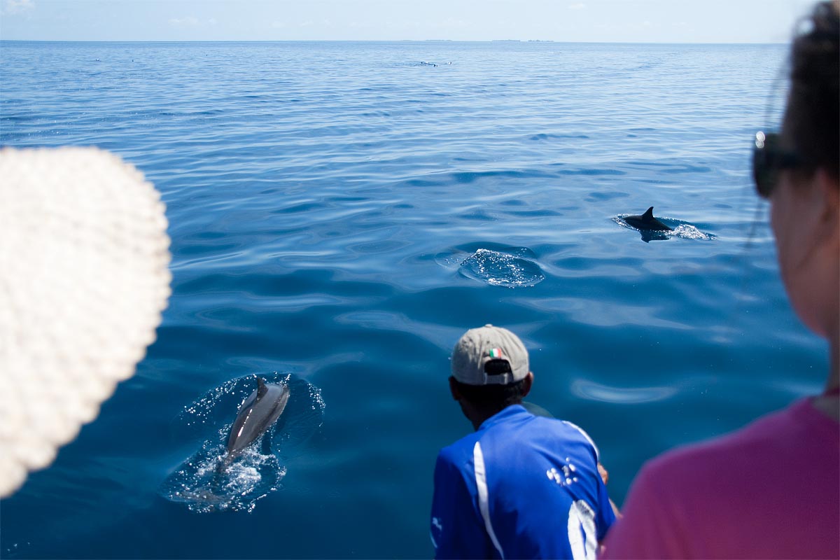 maldive maldives atollo felidhoo vaavu atoll delfini barca dolphins