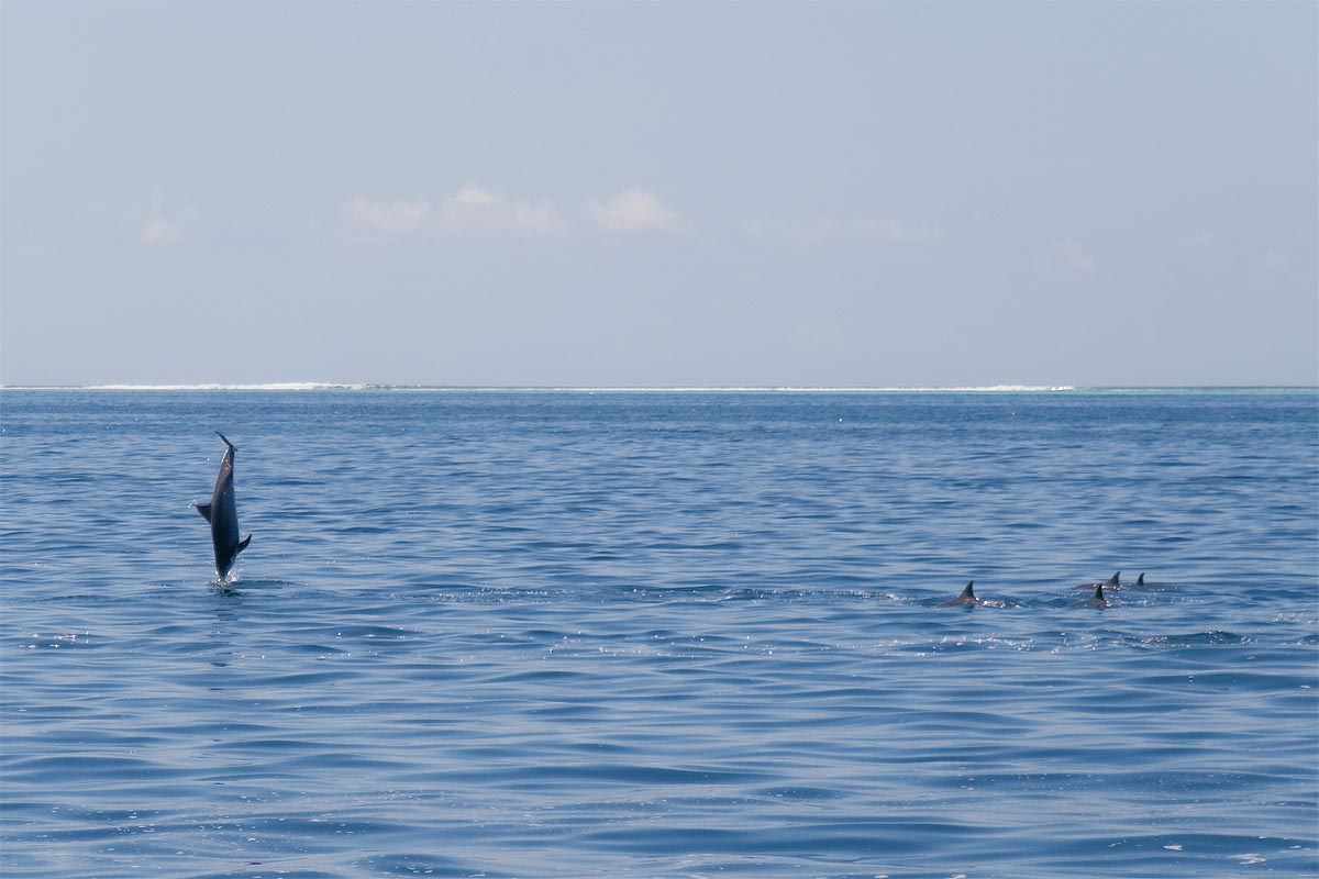 maldive maldives atollo felidhoo vaavu atoll delfini barca dolphins