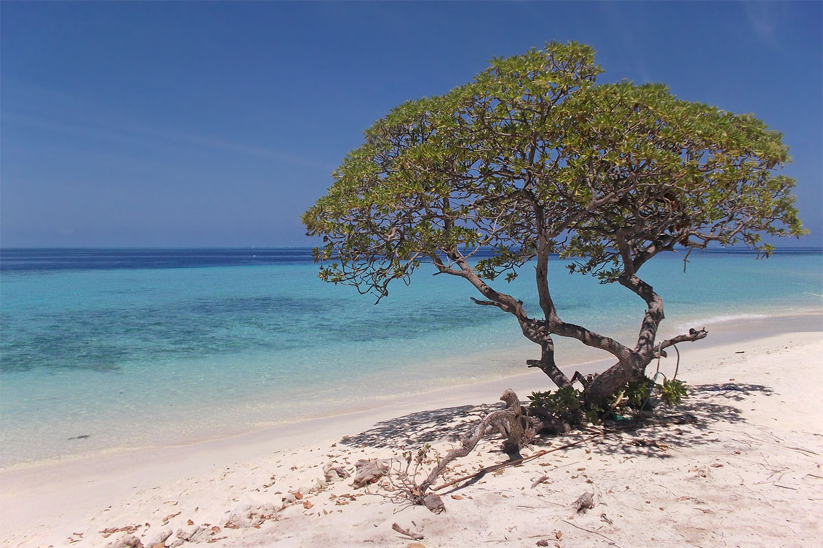 maldive maldives atollo felidhoo vaavu atoll Ambara albero tree spiaggia bianca white seaside mare azzurro sea light blue incredible bellissimo