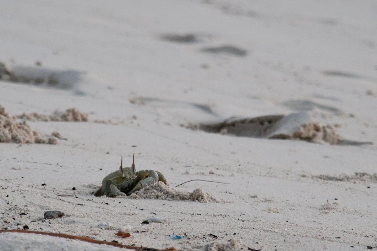maldive maldives atollo felidhoo vaavu atoll crab granchio spiaggia seaside buca