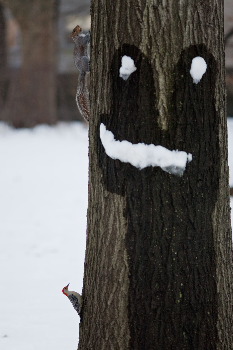 sorriso smile neve snow scoiattolo squirrel bird new york city nyc u.s.a. america Canon 135mm f/2 5d ff