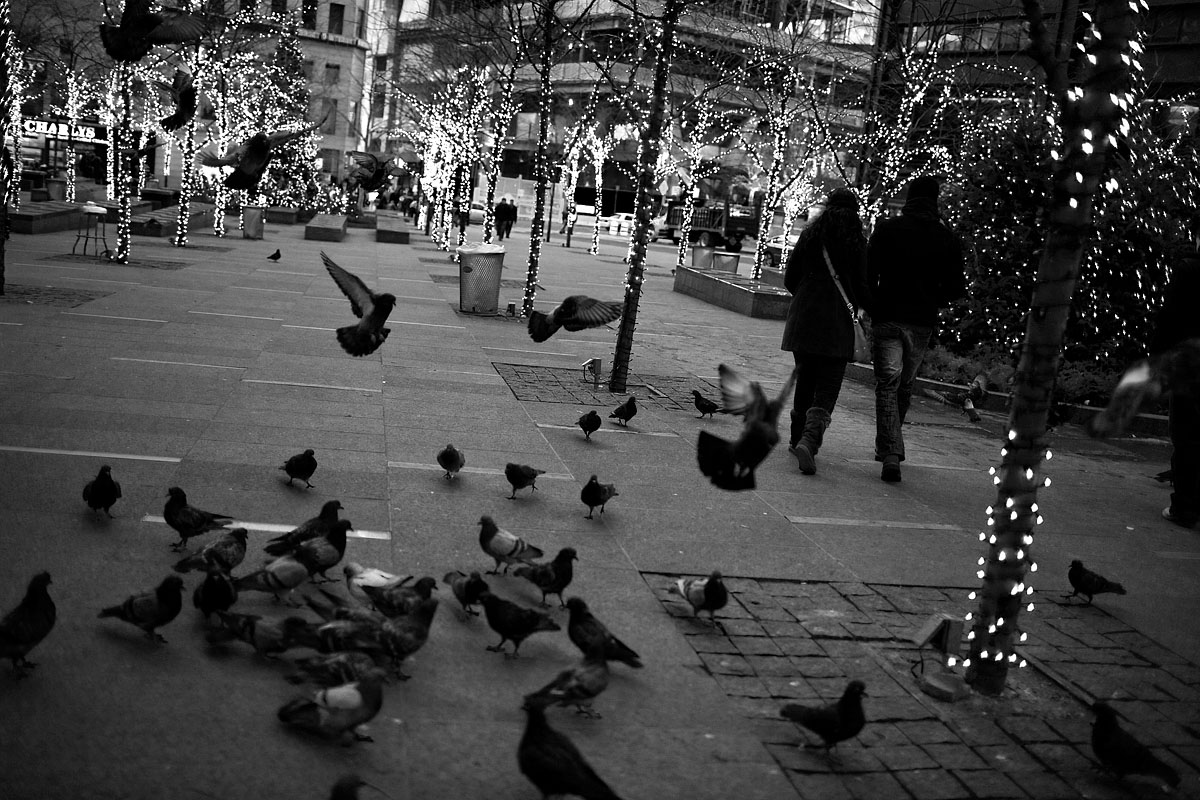 colombi piccioni pigeons coppia camminata walking with world trace center new york city nyc u.s.a. america Canon 35mm f/1.4 5d ff