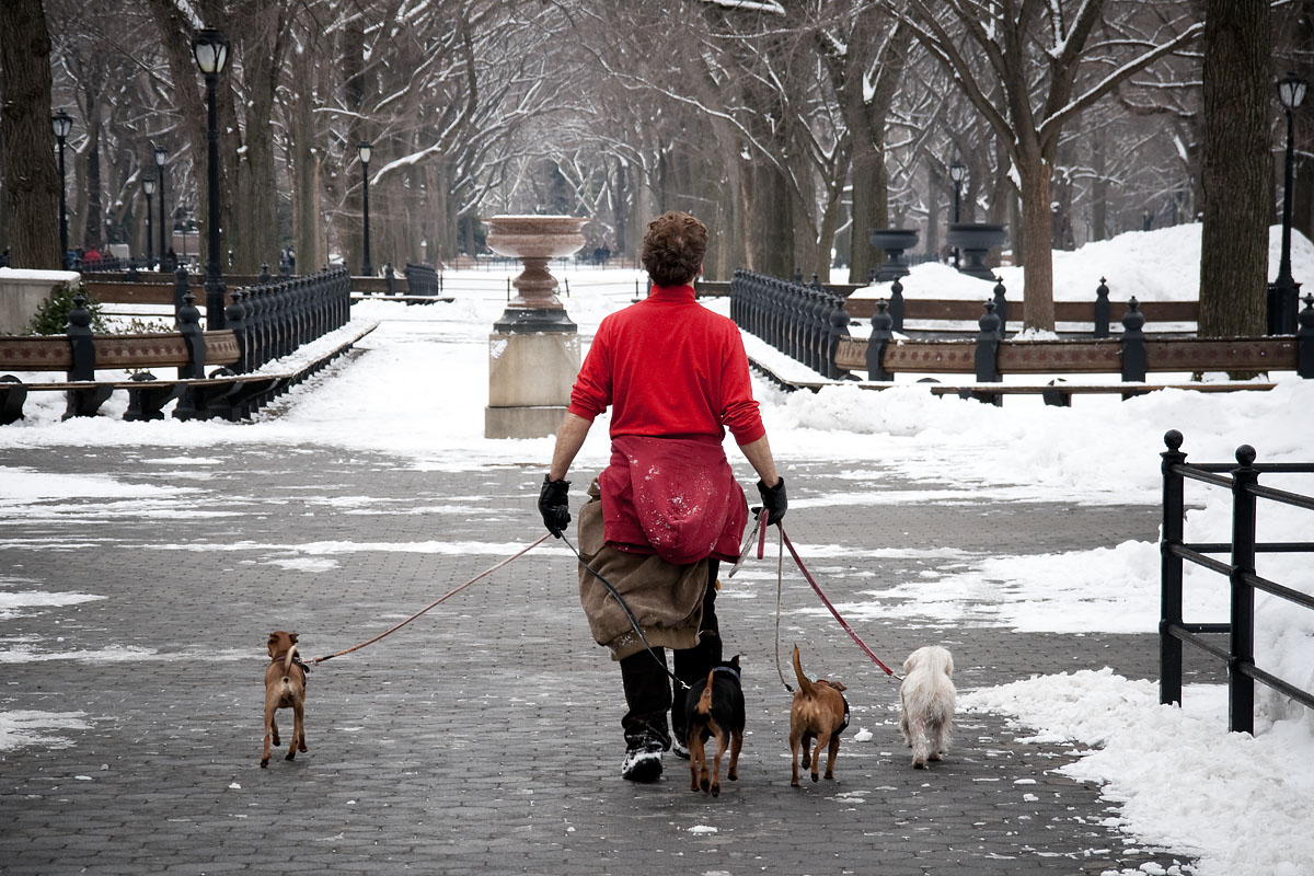 dogsitter central park passeggio cani dogs solo alone new york city nyc u.s.a. america canon 400d sigma 18-200
