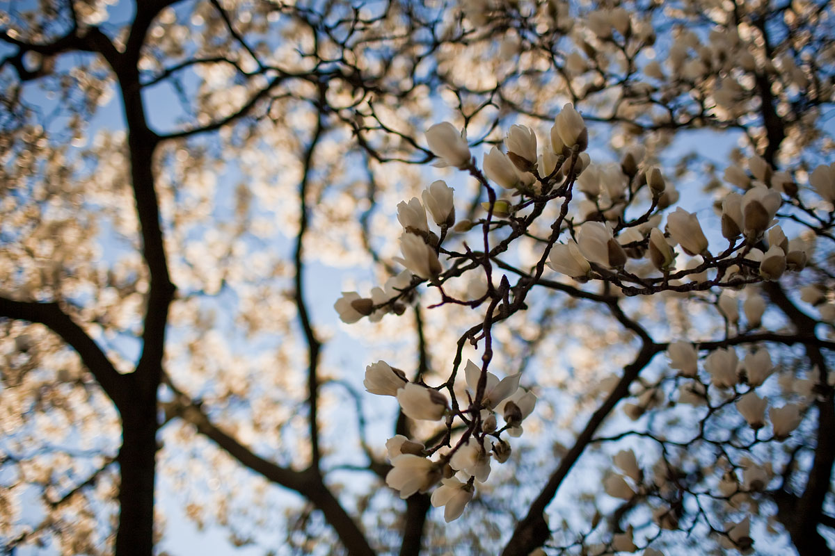 gemme primavera spring flowers oporto porto portogallo Canon 35mm f/1.4 5d ff