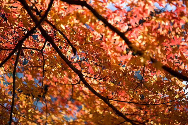 giappone japan tokyo giardini imperiali imperatore imperial garden canon 135 f/2 albero orange arancione tree foglie