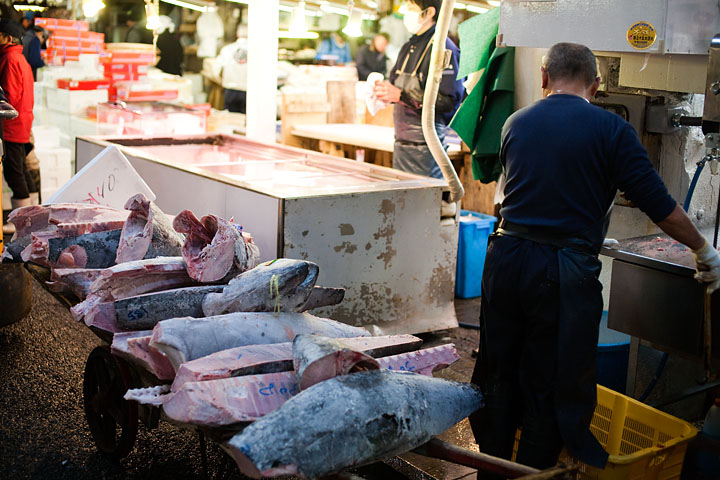 giappone japan tokyo mercato del pesce fish market tonni salmoni tuna congelati surgelati