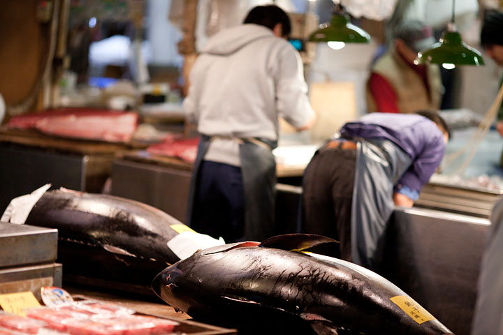 giappone japan tokyo mercato del pesce fish market tonni tuna asta canon 135 f/2L professional
