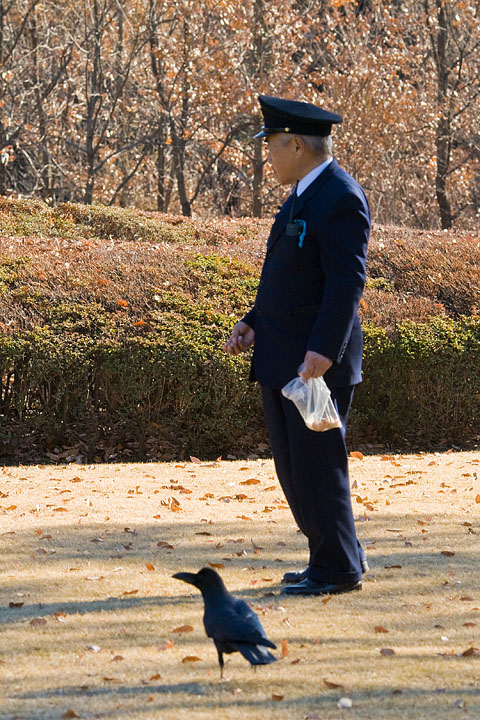 giappone japan tokyo guardia mangiare corvo corvaccio