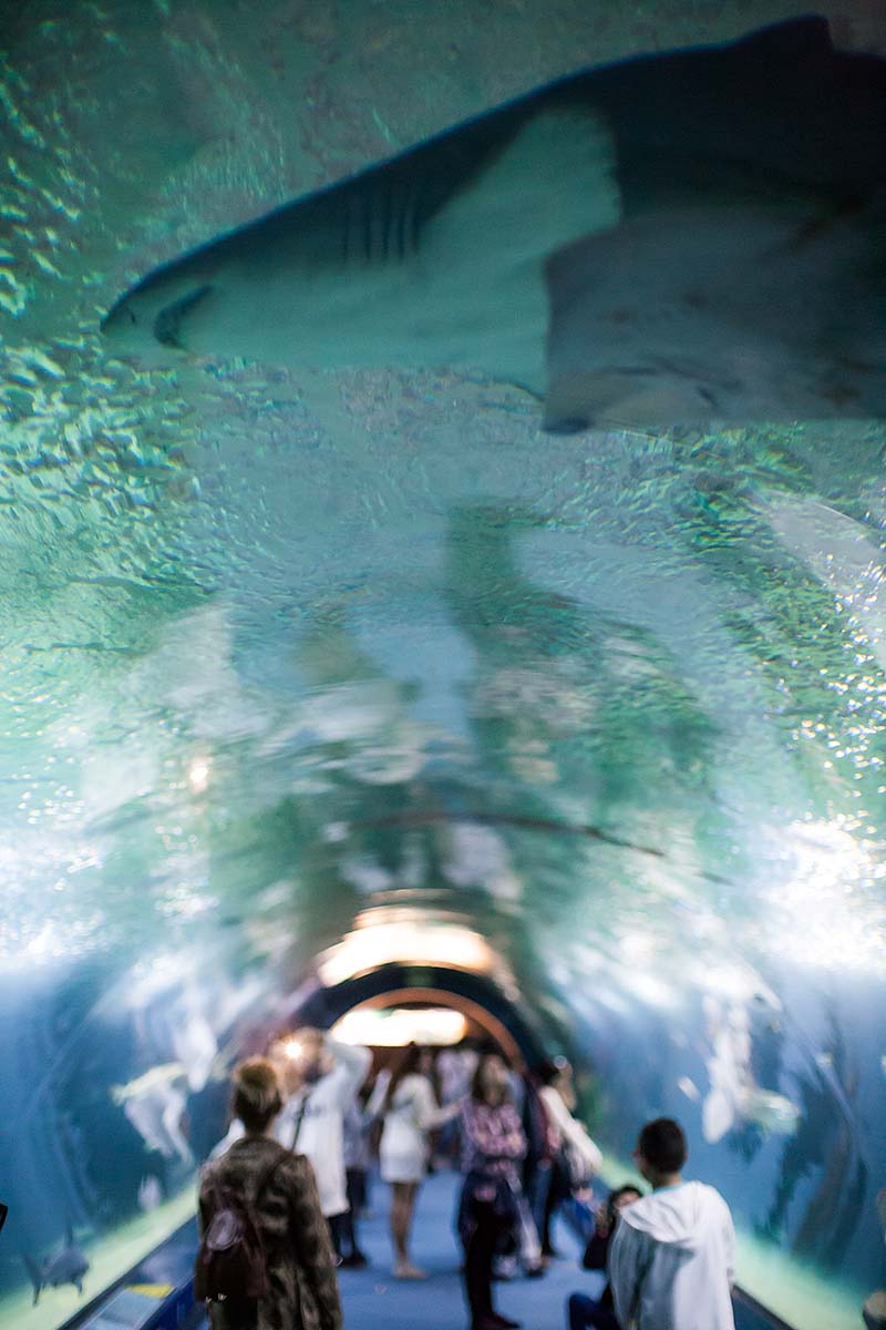 shark ray tunnel acquarium Oceanogràfic City of Arts and Sciences Ciutat de les Arts i les Ciències Ciudad de las Artes y las Ciencias valencia València valenza spagna spain canon 50mm 50 f/1.2 1.2 5d fullframe ff