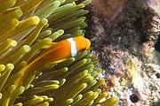 dettagli