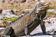 guadeloupe desirade